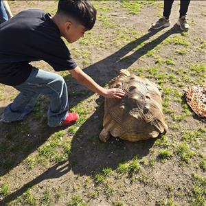 kid touching a large turtle