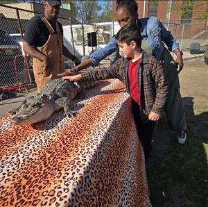people touching an alligator
