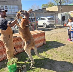 man feeding a kangaroo