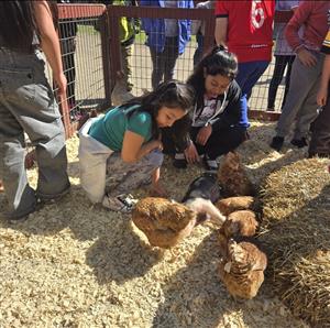 kid next to farm animals
