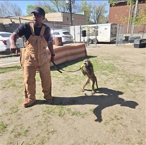 man walking a monkey on leash