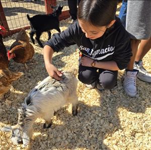 kid next to farm animals