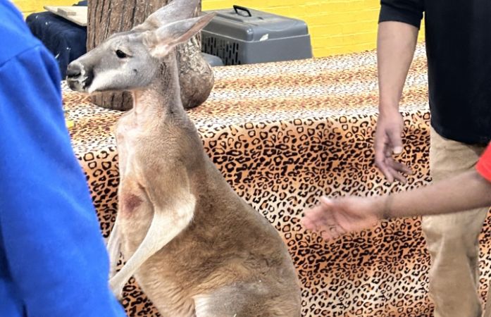  kangaroo standing in front of table 