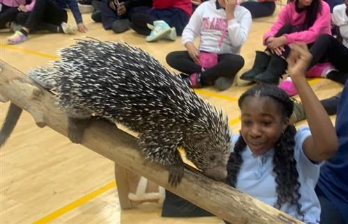 a porcupine walking a branch in front of an excited girl