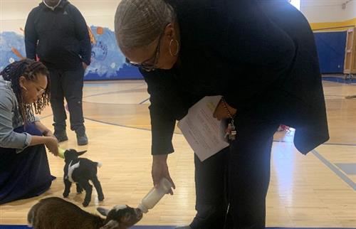 two teachers bottle feeding miniature goats