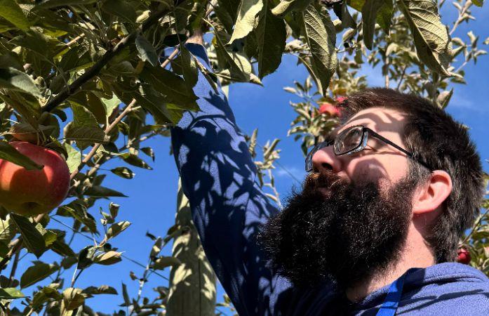 male picking apples.