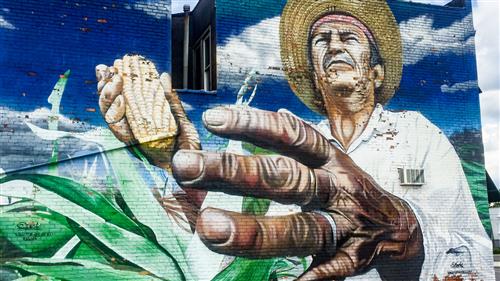 Photo depicting a migrant farmer picking an ear of corn